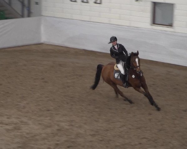 Reitturnier Zweibrücken 2017