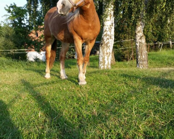 broodmare Big Lady (Haflinger, 1991, from Unbekannt Haf)