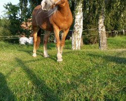 Zuchtstute Big Lady (Haflinger, 1991, von Unbekannt Haf)