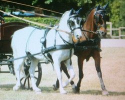 broodmare Silvana (German Riding Pony, 2000, from Thrianta's Silver Shadow)