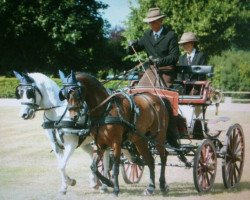 dressage horse Grando (German Riding Pony, 2001, from Gregory)