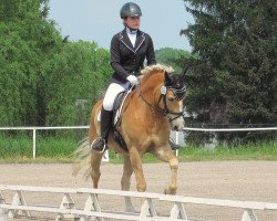 dressage horse Sir Avelengo (Haflinger, 2003, from Silbermann II (3,125% ox))