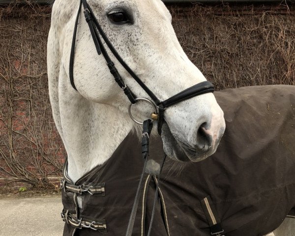 dressage horse Shakira (Westphalian, 2003, from Sir Bedo)