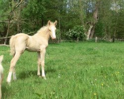 dressage horse Neo Veneziano DC (German Riding Pony, 2018, from Negro-Veneziano)