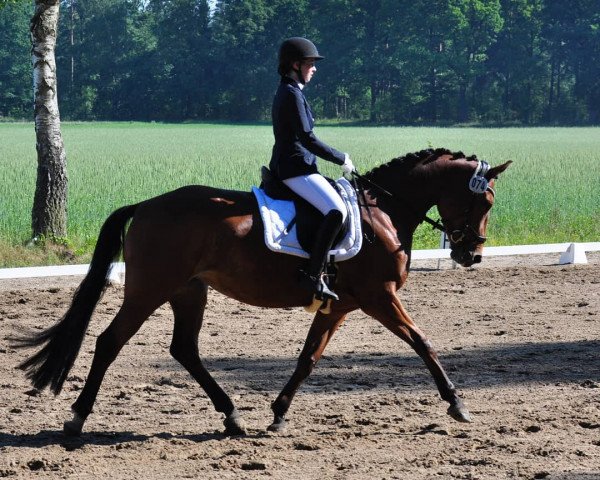 dressage horse Beltana 5 (Hanoverian, 2014, from Beltano)