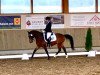 dressage horse Singold's Dorino (German Riding Pony, 1997, from De Merel´s Demis)