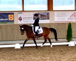 dressage horse Singold's Dorino (German Riding Pony, 1997, from De Merel´s Demis)