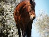 dressage horse Alina 436 (Austrian Warmblood, 2006, from Amigo)