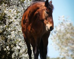 Dressurpferd Alina 436 (Österreichisches Warmblut, 2006, von Amigo)