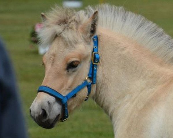 horse Klosterhof's Rasmus Baron (Fjord Horse, 2014, from Resen N.2673)