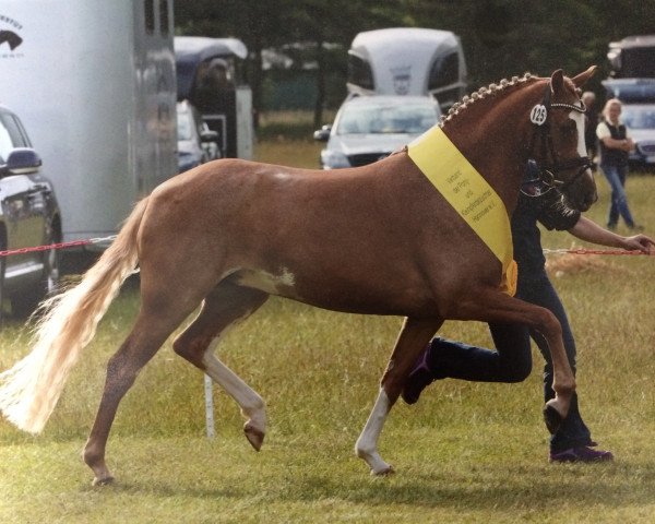 dressage horse Caprice Hs (German Riding Pony, 2013, from Da Vinci Hs)