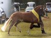 broodmare Caprice Hs (German Riding Pony, 2013, from Da Vinci Hs)