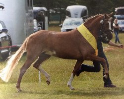 broodmare Caprice Hs (German Riding Pony, 2013, from Da Vinci Hs)