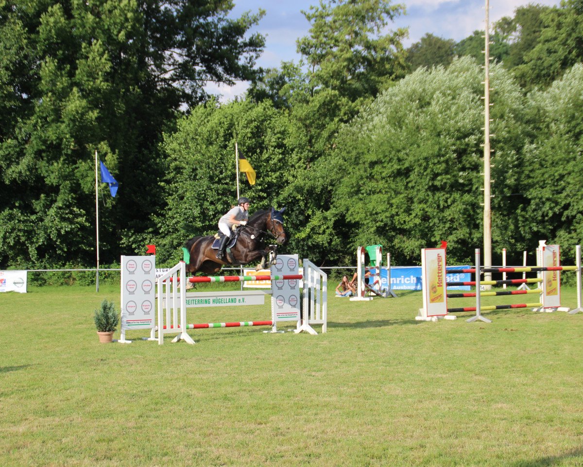 jumper The Cool Custumer (Irish Sport Horse, 2009, from Ars Vivendi)