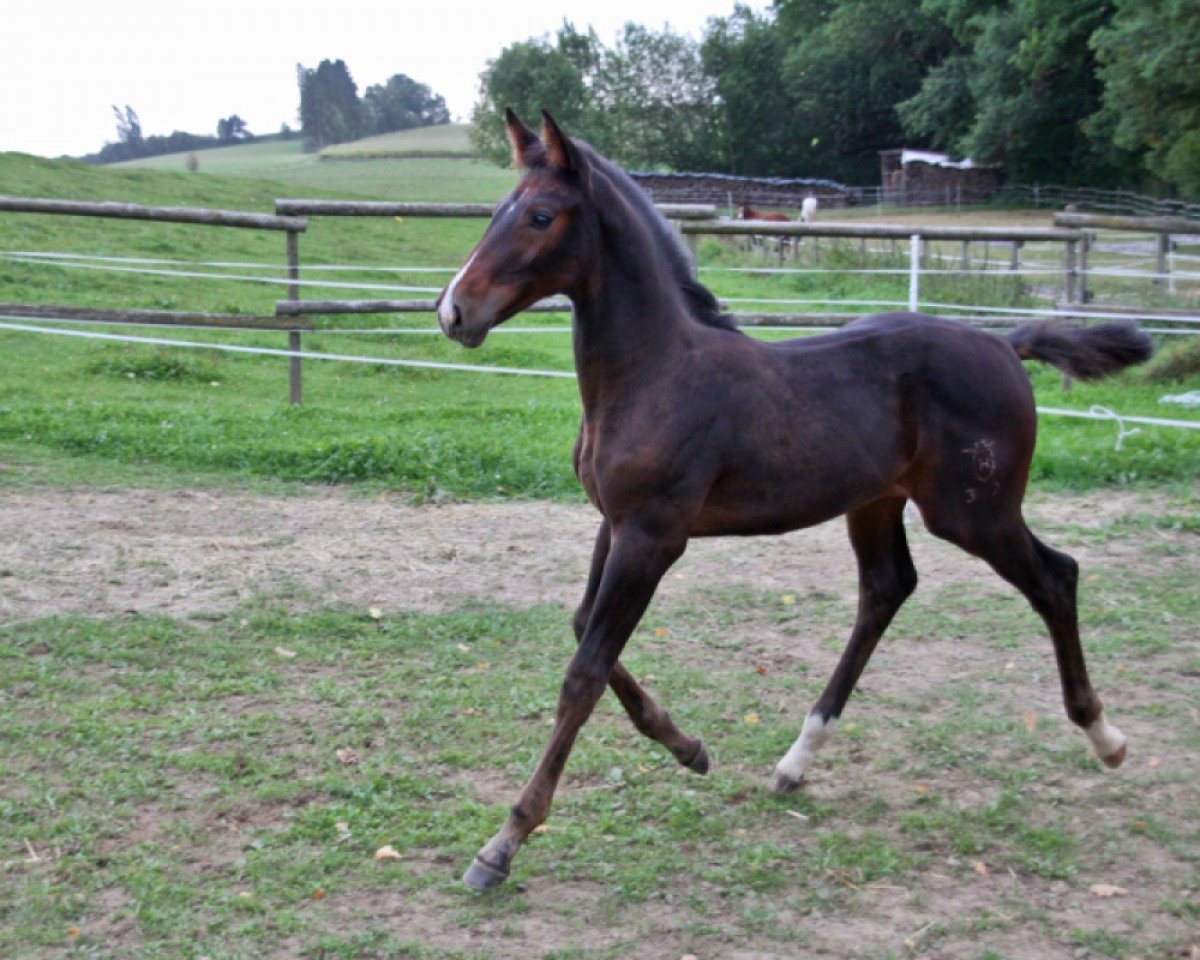 jumper Calvaro C (Holsteiner, 2012, from Carry)
