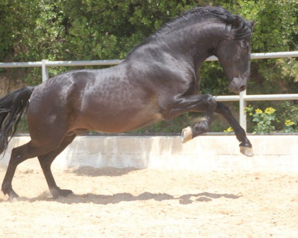 horse Negu II (Pura Raza Espanola (PRE),  )