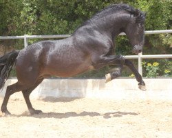 Pferd Negu II (Pura Raza Espanola (PRE),  )