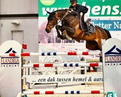 broodmare Charinta (Oldenburg show jumper, 2009, from Chacco-Blue)