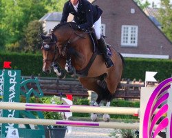 jumper Celina (Oldenburg show jumper, 2011, from Centadel)