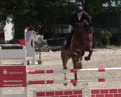 broodmare Pacific Blue vd Hengstenpoel Z (Zangersheide riding horse, 2013, from Plot Blue)