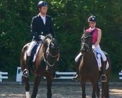 dressage horse Wirbel (Hanoverian, 2012, from Auheim's del Magico FRH)