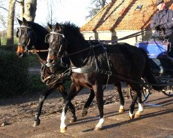 broodmare Sarina (Mecklenburg, 2011, from San Patriano II)