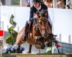 jumper Queen Elisabeth (Swedish Warmblood, 2009, from King Louie)