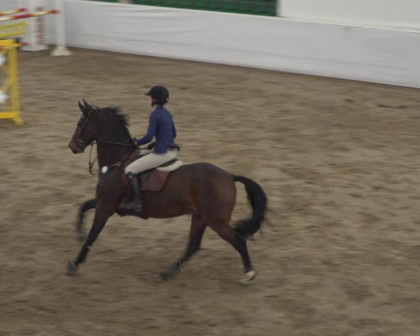Reitturnier Zweibrücken 2017