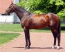 stallion To Honor And Serve xx (Thoroughbred, 2008, from Bernardini xx)