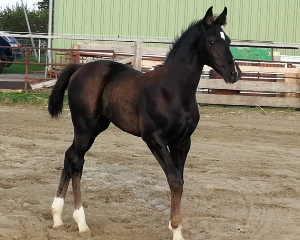 jumper A dark knight (Oldenburg show jumper, 2018, from Air King)
