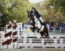 dressage horse Figaro GB (Oldenburg, 2008, from Falsterbo)