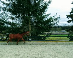 horse Donald (German Riding Pony, 1998, from Duktus)