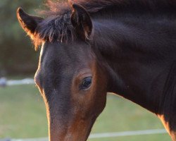 horse Malika G (German Riding Pony, 2018, from Flash Dancer xx)