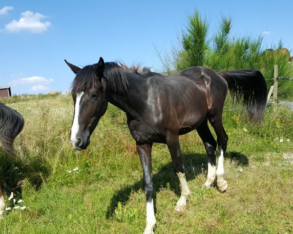 stallion Strongbow (Hanoverian, 2016, from Sezuan)