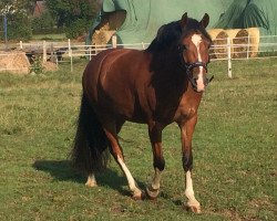 jumper Quattro P (German Riding Pony, 2013, from Quaterback's Junior)