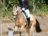 dressage horse Del Ami (German Riding Pony, 2014, from Del Estero NRW)