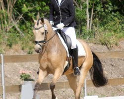 dressage horse Del Ami (German Riding Pony, 2014, from Del Estero NRW)