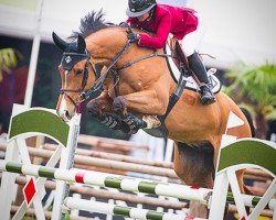 jumper Fenomeen (KWPN (Royal Dutch Sporthorse), 2010, from Chello III VDL)