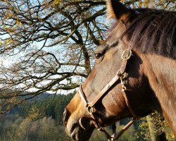 horse Pumas Fly (Westphalian, 1999, from Puma)