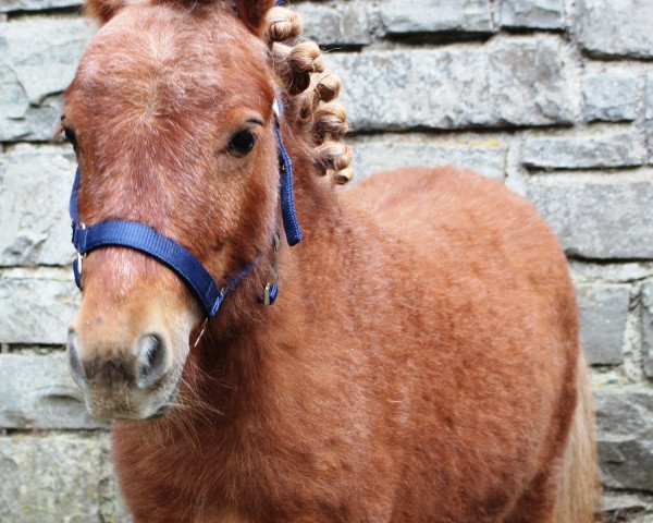Pferd Leopold a.d. Veischedetal (Shetland Pony (unter 87 cm), 2017)