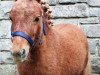 Pferd Leopold a.d. Veischedetal (Shetland Pony (unter 87 cm), 2017)