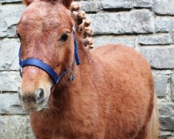 horse Leopold a.d. Veischedetal (Shetland pony (under 87 cm), 2017)