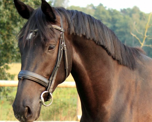 Dressurpferd Kyva (Koninklijk Warmbloed Paardenstamboek Nederland (KWPN), 2015, von Eastwood S)