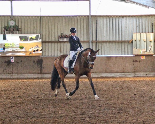 dressage horse Bad Betty (Oldenburg, 2010, from Belissimo NRW)