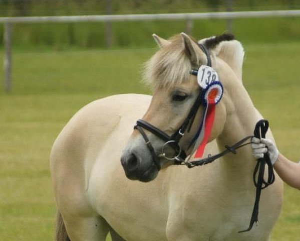 horse Byana (Fjord Horse, 2009, from Resen N.2673)