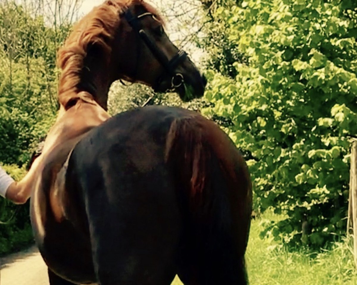 broodmare Red-Angel 2 (Hanoverian, 2011, from Blue Hors Romanov)