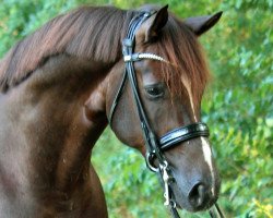 dressage horse Flynn HM (Hanoverian, 2010, from Fuechtels Floriscount OLD)