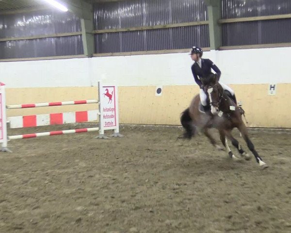 Reitturnier Datteln 2017