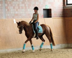 dressage horse Arts Daily Overknees (German Riding Pony, 2006, from Arts-Dancer-Boy)