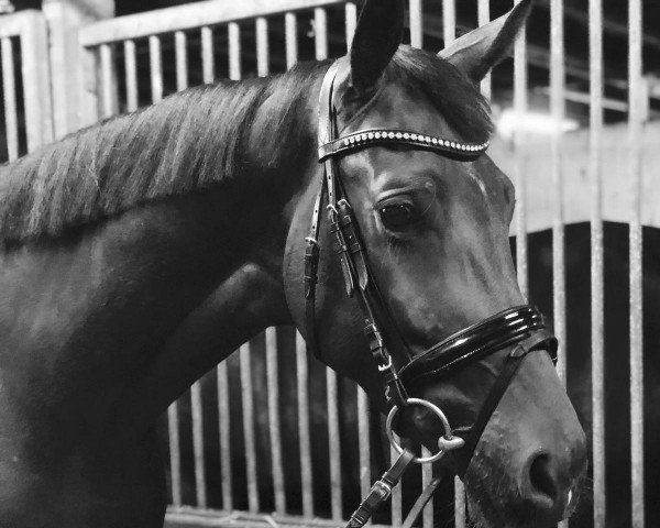 dressage horse Tomahawk's Girl (Oldenburg, 2014, from Tomahawk)